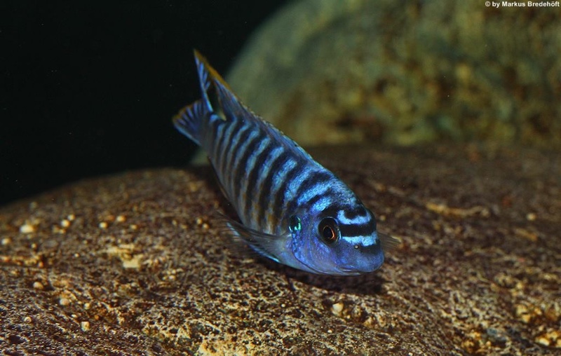 Labeotropheus fuelleborni 'Thumbi West Island'